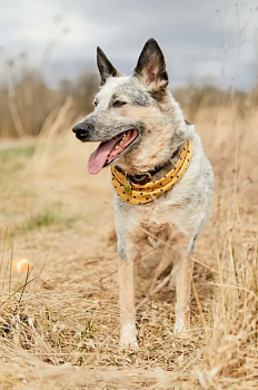 foto бандана для улюбленця field + wander dog bandana